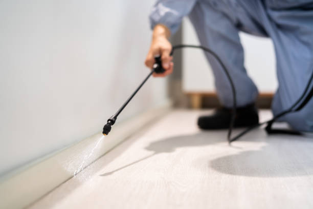 Licensed Rodent Control service in Pacheco, CA - Nex Pest Control